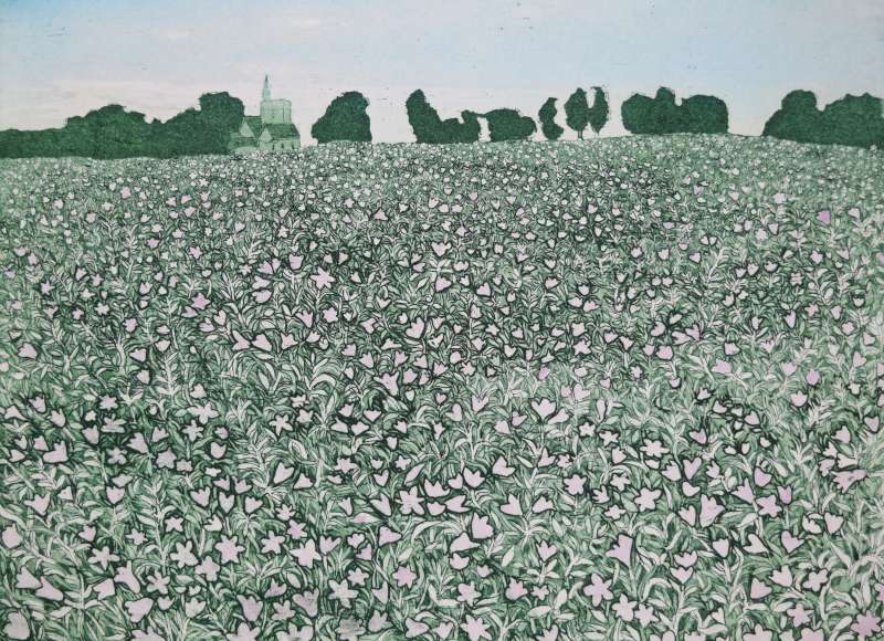 Echium Field, Sheldwich